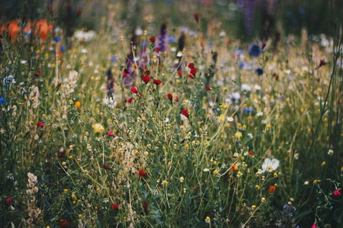Happiness is: gorgeous wild flowers adorn Ontario meadow