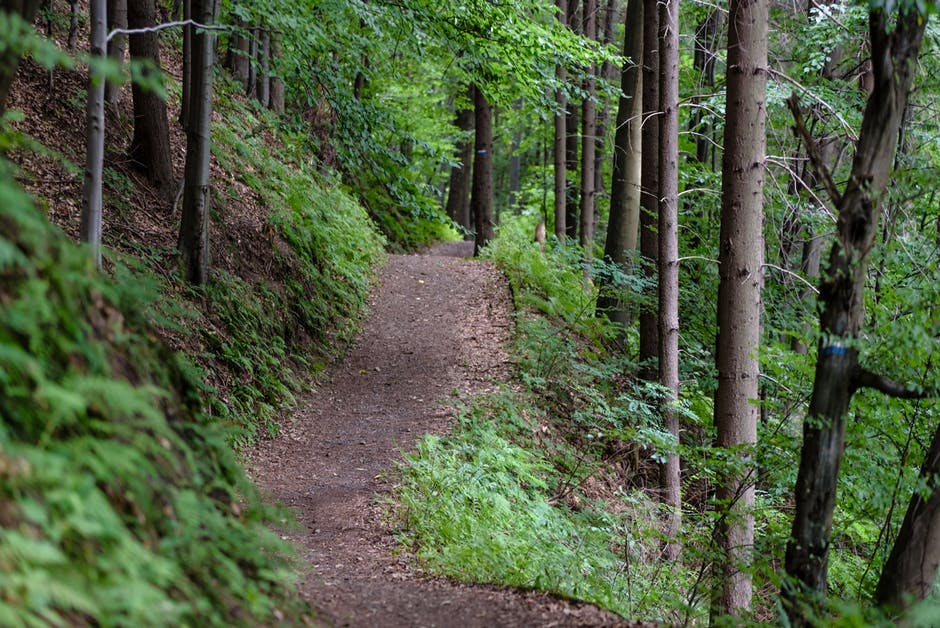 An Ontario woodland: the healing power of the natural world aids recovery from addiction