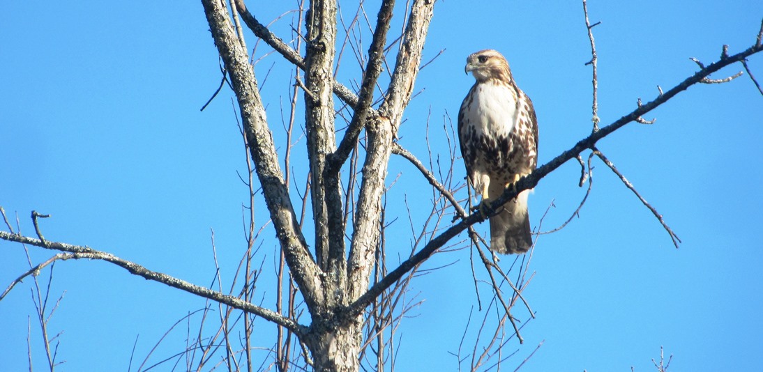 Eastern Ontario hawk sits on a poplar branch beside a swamp in the Kawartha Lakes
