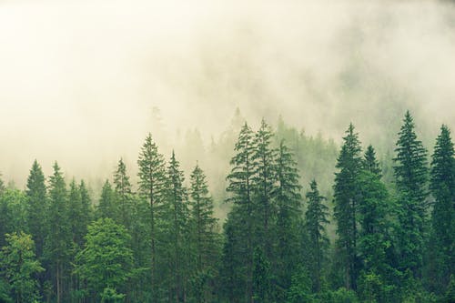 Ontario forest, soothing and therapeutic